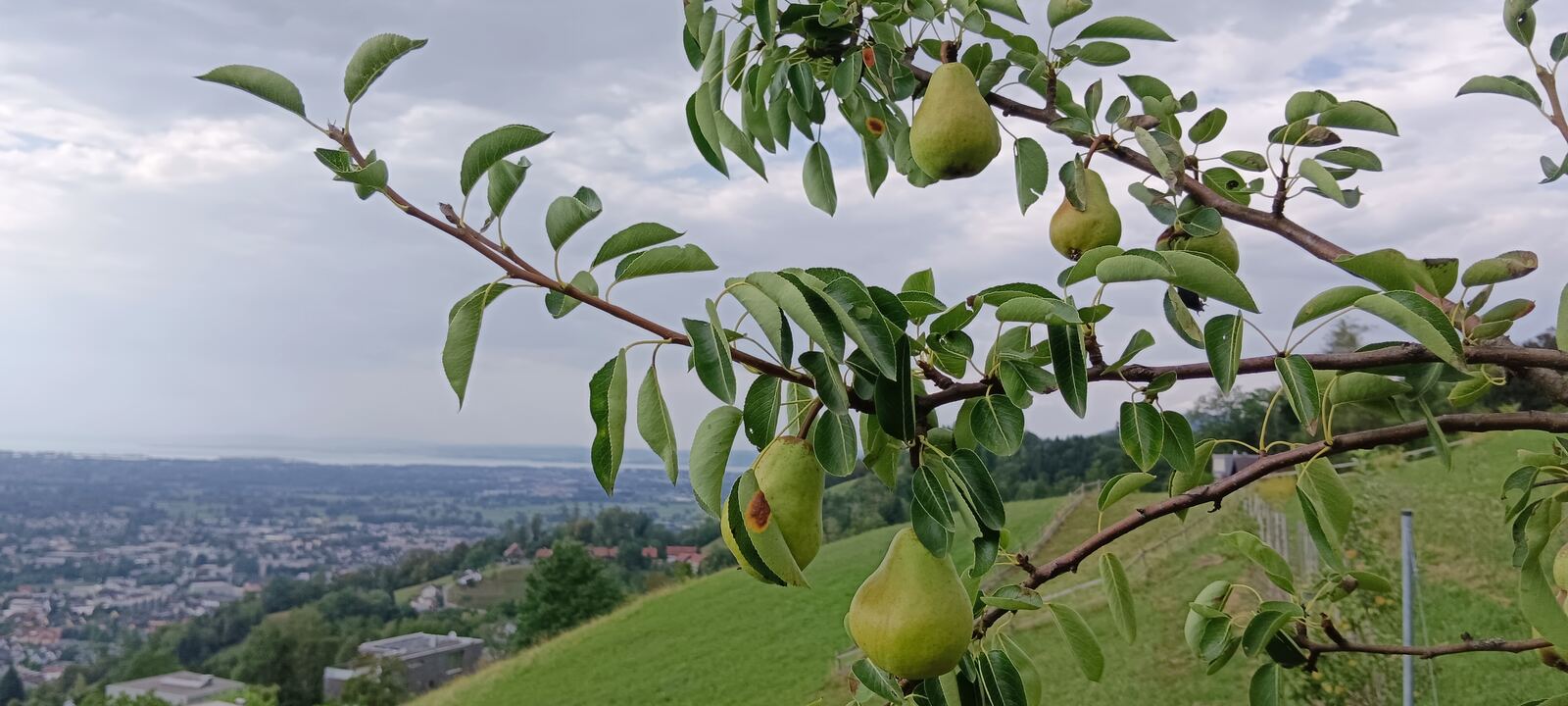 Birnen