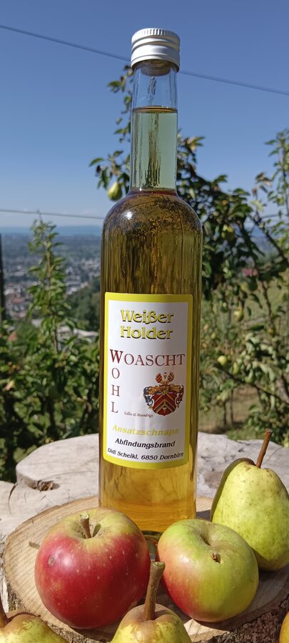 Weißer Holder (Holunder)